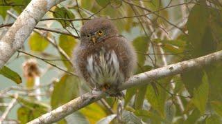 Guatemalan Pygmy Owl and its Call