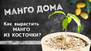 МАНГО ДОМА  Как вырастить манго из косточки?