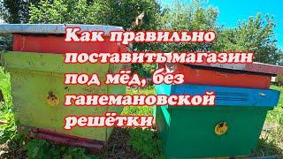 КАК ПРАВИЛЬНО ПОСТАВИТЬ МАГАЗИННУЮ НАДСТАВКУ ПОД МЁД БЕЗ ГАНЕМАНОВСКОЙ РЕШЁТКИ