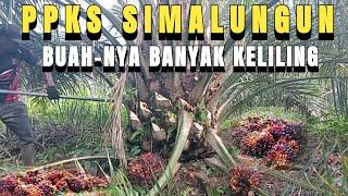 PANEN SAWIT rendah PPKS SIMALUNGUN UMUR 3 TAHUN BUAH-NYA BANYAK KELILING