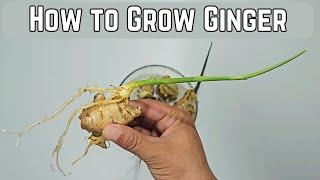 How to Grow Ginger at Home  Growing Ginger in Pot