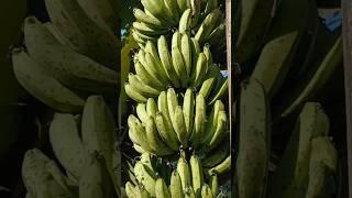 my Banana has a Fruitful Bounty  #garden #gardening #farming #farmer #banana