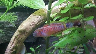 Peacock Gudgeon  tataurndina ocellicauda