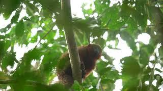 The Madidi Titi Monkey or The Golden Palace Monkey