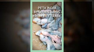 PETA India Rescues Thousands of Wild Birds From the Pet Trade #shorts