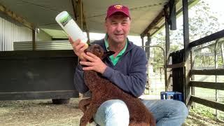 Bottle feeding baby alpaca cria