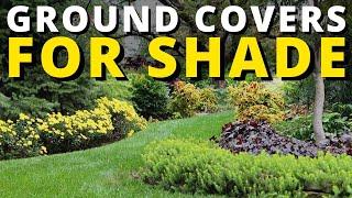 10 Best Ground Cover Plants for Shade Areas 