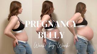 Pregnancy Belly Progression Week by Week