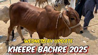 Wednesday update  Kheera bachre bakra Eid  se bhi bahut mahange I shahpur kanjra Mandi Lahore
