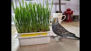 Як виростити травку для папуги котика в домашніх умовах легко і швидко без землі