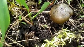 Гриб Энтолома садовая или Энтолома съедобная Entoloma clypeatum