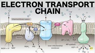 Electron Transport Chain Oxidative Phosphorylation