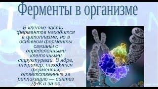 Ферменты делают ЖИЗНЬ ВОЗМОЖНОЙ. Это РАБОЧИЕ-СТРОИТЕЛИ организма  Фролов Ю.А. и Бутакова О.А.