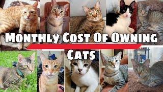 Monthly cost of owning cats Cost Of 10 Cats CatsLifePH#10cats