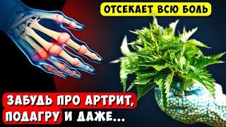 Раньше с Суставами Мучался а теперь мешки с картошкой Тягаю Вот что Чинит Крапива ...