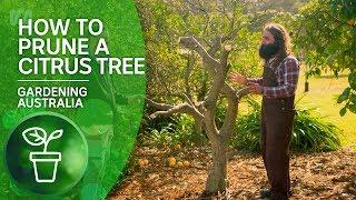 How to Prune a Citrus Tree  Citrus  Gardening Australia