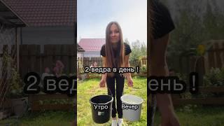 СКОЛЬКО ВЁДЕР ЕСТ АЛАБАЙ В ДЕНЬ ?  How many buckets does ALABAI DOG eat?