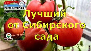 Лучший томат от Сибирского сада. Урожайный крупный и очень вкусный сорт томатов для теплицы