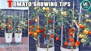 How to Grow Lots of Tomatoes in Container  Seed to Harvest