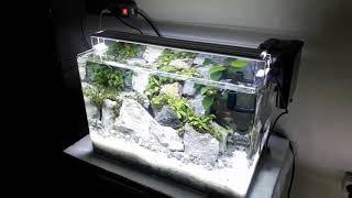 Aquascape hobi yang menyenangkan