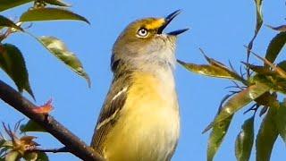 Vireo bird call  song  sound  White eyed