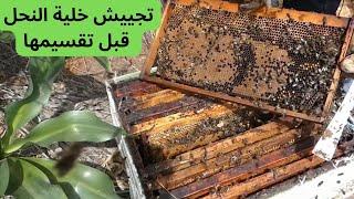 كيف نجبر الملكة على وضع البيض تحضيرا لتقسيم الخلية التطريد الاصطناعي . beekeeping for beginners .