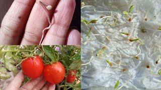 How To Grow Tomatoes At Home SEEDTOHARVEST  Step by Step full guide 