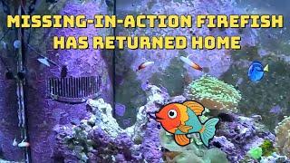 Mias Homecoming The Return of the Firefish Goby