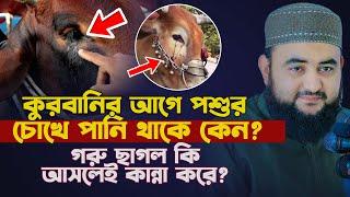 কুরবানির আগে পশুর চোখে পানি থাকে কেন ? গরু ছাগল কি আসলেই কান্না করে ? mustafiz rahmani