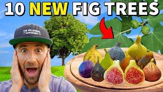 I Created 10 BRAND NEW FIG TREES...The Results Are MINDBLOWING