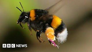 Bumblebees enjoy playing with balls according to study – BBC News