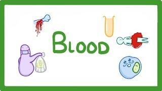 GCSE Biology - What Is Blood Made of?  What Does Blood Do?  #25