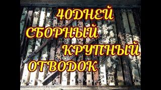 40 ДНЕЙ СБОРНОМУ КРУПНОМУ ОТВОДКУ. ЧТО ПОЛУЧИЛОСЬ