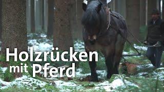 Pferde bei der Waldarbeit Holzrücken im Wald  Zwischen Spessart und Karwendel  BR