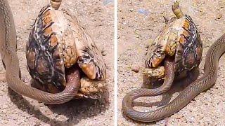 सांप गलत जानवर से उलझ गया  Craziest Animal Fights