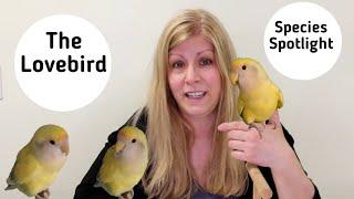 Lovebirds as Pets Species Spotlight