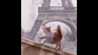 HP Lovecrafts cat in Paris