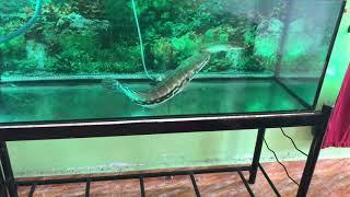 Giant Snakehead Toman Makan Ikan Haruan