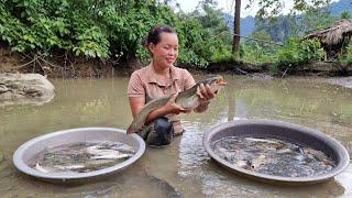 Harvest Fish on the Farm Bring it to the market sell - Building New Life  Trieu Mai Huong