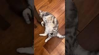 暑いの大嫌い#アメショ#アメリカンショートヘア#可愛い猫動画