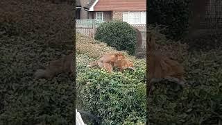 Red Urban Foxes Mating until another fox arrives