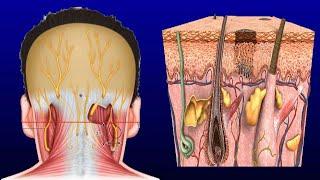 Swollen Occipital Lymph Node Causes And Treatment