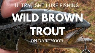 Ultralight Lure Fishing for Wild Brown Trout on Dartmoor