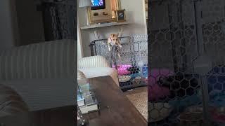 8 week old puppy escape  play pen #viral  #puppy #dog  #insane