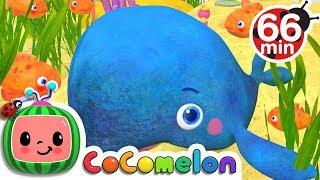 Baby Blue Whale Song + More Nursery Rhymes & Kids Songs - CoComelon