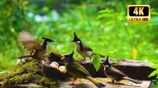 Squirrel and Bird Watching Hang Out with Forest Friends All Day Long ️ Cat TV  Videos for Cats