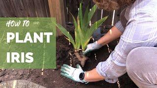 How to Plant Iris Correctly for Long Term Success