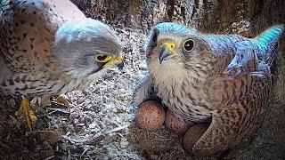 Kestrels Prepare For First Chicks  Jeff & Jenny  Robert E Fuller