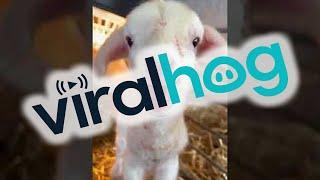 Newborn Lamb is Ready to Party  ViralHog