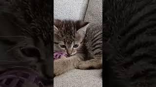 Мылый Котёнок  у нас пополнение  выдео скоро на канале #котенок #котёнок #котики